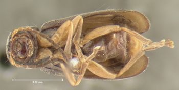 Media type: image;   Entomology 7417 Aspect: habitus ventral view